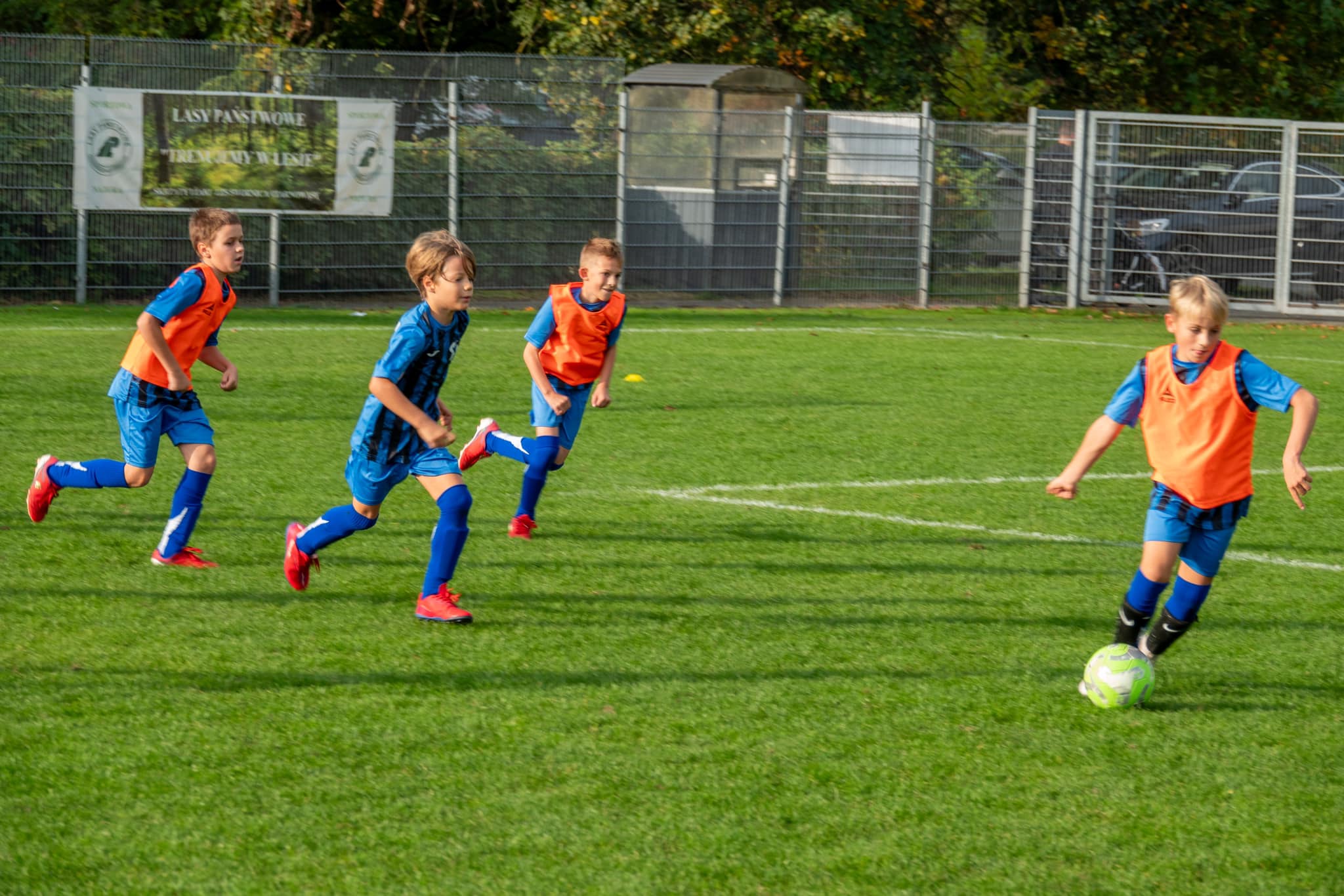 swornica czarnowąsy